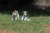 FOX TERRIER 177